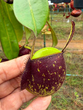 Load image into Gallery viewer, N. ampullaria - Specimen 21
