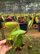 Load image into Gallery viewer, N. ampullaria - Specimen 21
