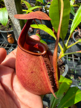 Load image into Gallery viewer, N. bicalcarata - Specimen 1
