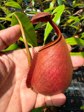 Load image into Gallery viewer, N. bicalcarata - Specimen 1

