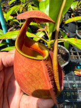 Load image into Gallery viewer, N. bicalcarata - Specimen 2

