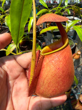 Load image into Gallery viewer, N. bicalcarata - Specimen 2
