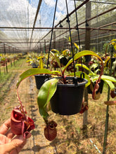 Load image into Gallery viewer, N.Hookeriana x (mirabilis var 'Trang-Bizarre' x (viking x ampullaria))
