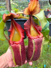 Load image into Gallery viewer, N.veitchii x (maxima x veitchii) - Specimen 1
