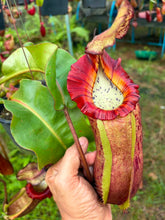 Load image into Gallery viewer, N.veitchii x (maxima x veitchii) - Specimen 2
