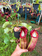 Load image into Gallery viewer, N.veitchii x (maxima x veitchii) - Specimen 2
