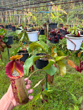Load image into Gallery viewer, N.veitchii x (truncata x merriliana)
