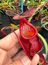Load image into Gallery viewer, N.kampotiana - Specimen 4
