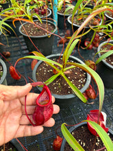 Load image into Gallery viewer, N.kampotiana - Specimen 4
