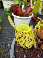Load image into Gallery viewer, N. ampullaria - Specimen 23
