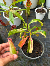 Load image into Gallery viewer, N. mirabilis 'Variegated' - Specimen 2

