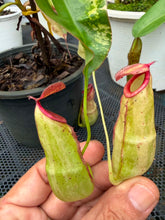 Load image into Gallery viewer, N. mirabilis 'Variegated' - Specimen 2
