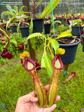 Load image into Gallery viewer, N.maxima x alata - Confirmed Female
