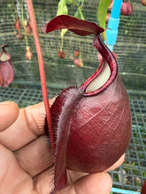 Load image into Gallery viewer, N.((viking x ampullaria) x sumatrana) x rafflesiana  - Wholesale Lot of 15
