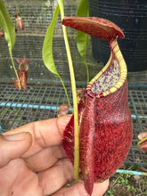 Load image into Gallery viewer, N.((viking x ampullaria) x sumatrana) x rafflesiana  - Wholesale Lot of 15
