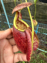 Load image into Gallery viewer, N.((viking x ampullaria) x sumatrana) x rafflesiana  - Wholesale Lot of 15
