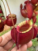 Load image into Gallery viewer, N.viking x ampullaria - Specimen 4
