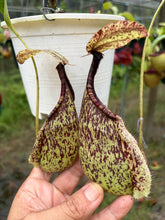 Load image into Gallery viewer, N. rafflesiana - Specimen 1
