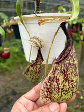 Load image into Gallery viewer, N. rafflesiana - Specimen 1
