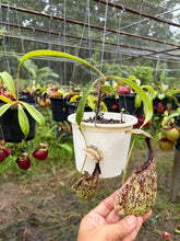 Load image into Gallery viewer, N. rafflesiana - Specimen 1
