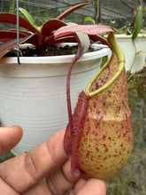Load image into Gallery viewer, N.hirsuta x rafflesiana
