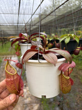 Load image into Gallery viewer, N.hirsuta x rafflesiana
