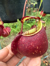Load image into Gallery viewer, N.(viking x Hookeriana) x ampullaria - Specimen 1
