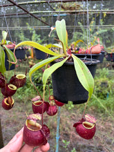 Load image into Gallery viewer, N.(viking x Hookeriana) x ampullaria - Specimen 1
