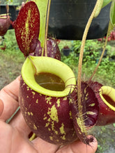 Load image into Gallery viewer, N.(viking x Hookeriana) x ampullaria - Specimen 2
