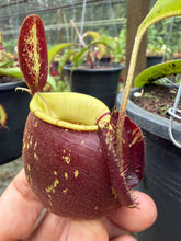 Load image into Gallery viewer, N.(viking x Hookeriana) x ampullaria - Specimen 3
