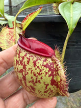 Load image into Gallery viewer, N.(viking x Hookeriana) x ampullaria - Specimen 4
