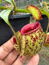 Load image into Gallery viewer, N.(viking x Hookeriana) x ampullaria - Specimen 4
