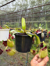 Load image into Gallery viewer, N. rafflesiana x ampullaria - Specimen 1
