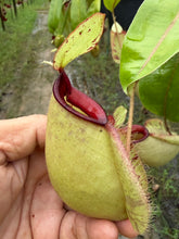 Load image into Gallery viewer, N. rafflesiana x ampullaria - Specimen 2
