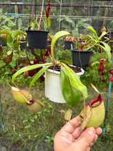 Load image into Gallery viewer, N. rafflesiana x ampullaria - Specimen 2
