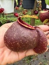 Load image into Gallery viewer, N.(viking x Hookeriana) x ampullaria - Specimen 5

