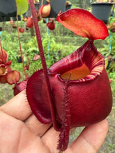 Load image into Gallery viewer, N.(viking x Hookeriana) x ampullaria - Specimen 6
