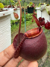 Load image into Gallery viewer, N.(viking x Hookeriana) x ampullaria - Specimen 7
