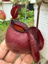 Load image into Gallery viewer, N. viking x ampullaria 'Black Miracle' - Specimen 2
