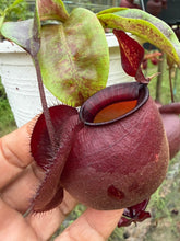 Load image into Gallery viewer, N. viking x ampullaria 'Black Miracle' - Specimen 2
