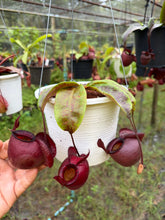 Load image into Gallery viewer, N. viking x ampullaria 'Black Miracle' - Specimen 2
