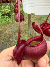 Load image into Gallery viewer, N. mirabilis var 'Trang-Bizarre' x (viking x ampullaria 'Black Miracle') - Specimen 1
