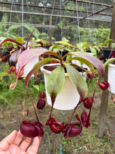 Load image into Gallery viewer, N. mirabilis var 'Trang-Bizarre' x (viking x ampullaria 'Black Miracle') - Specimen 1
