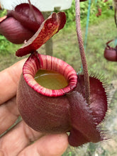 Load image into Gallery viewer, N. mirabilis var 'Trang-Bizarre' x (viking x ampullaria 'Black Miracle') - Specimen 2
