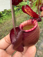 Load image into Gallery viewer, N. mirabilis var 'Trang-Bizarre' x (viking x ampullaria 'Black Miracle') - Specimen 2
