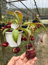 Load image into Gallery viewer, N. mirabilis var 'Trang-Bizarre' x (viking x ampullaria 'Black Miracle') - Specimen 2
