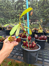 Load image into Gallery viewer, N. ampullaria - Specimen 20
