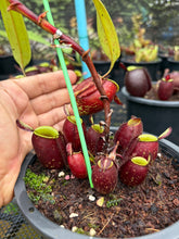 Load image into Gallery viewer, N. ampullaria - Specimen 20
