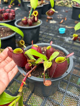 Load image into Gallery viewer, N. ampullaria - Specimen 21
