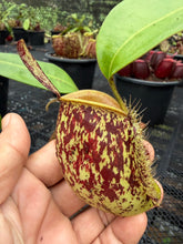 Load image into Gallery viewer, N. ampullaria - Specimen 22
